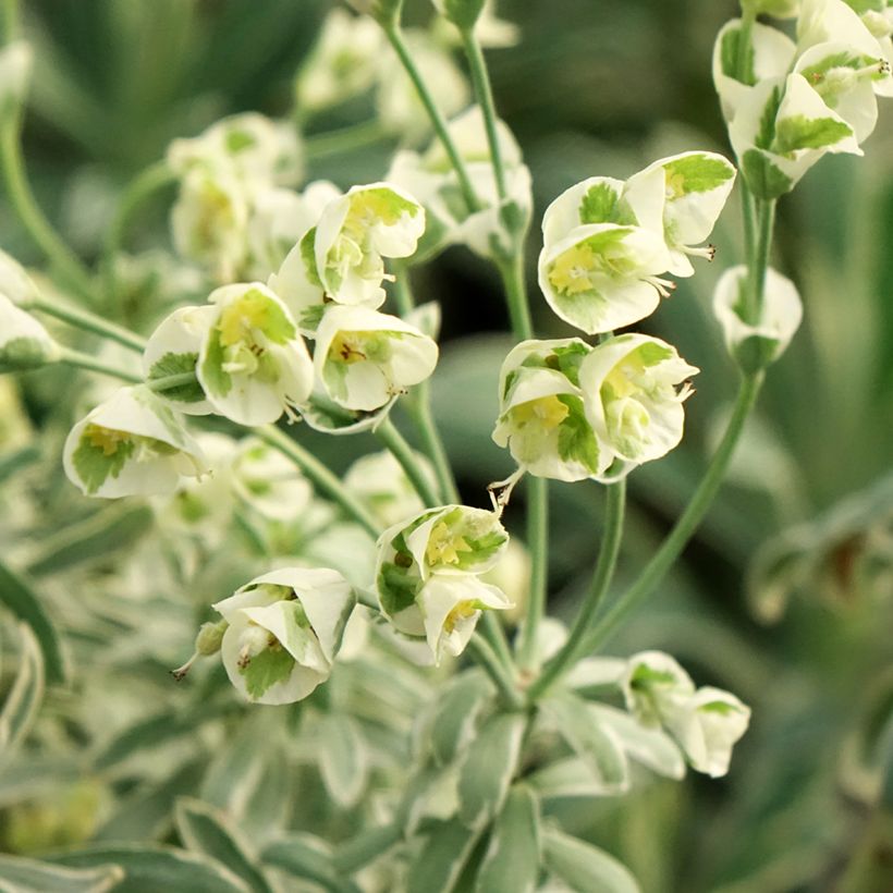 Euphorbe characias Glacier Blue (Flowering)