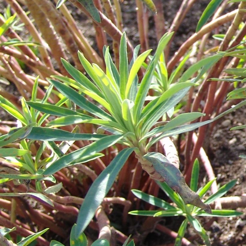Euphorbe characias Black Pearl (Foliage)
