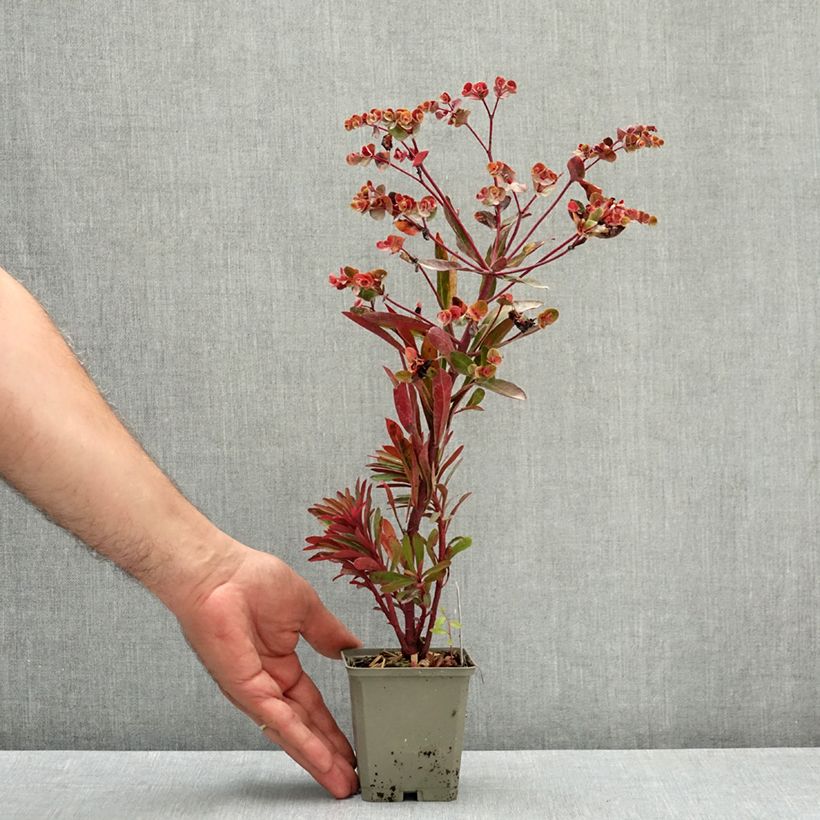 Example of Euphorbia characias Miners Merlot - Euphorbe Godet de 8/9 cm as you get in ete