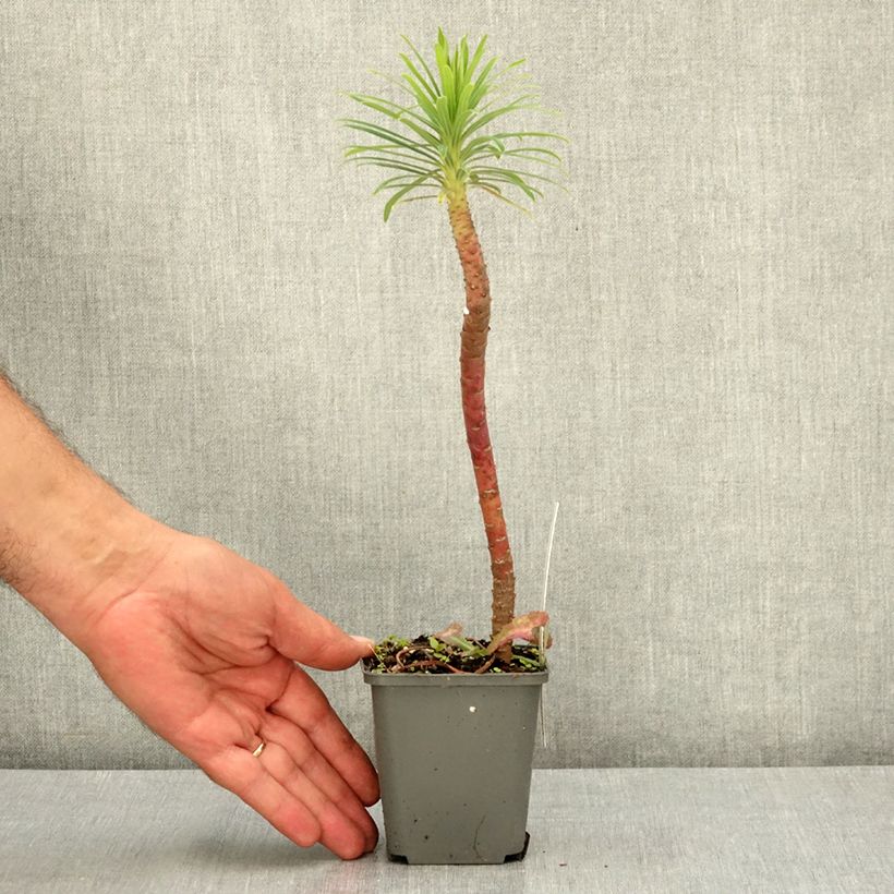 Example of Euphorbia characias Purple and Gold - Euphorbe Godet de 8/9 cm as you get in ete