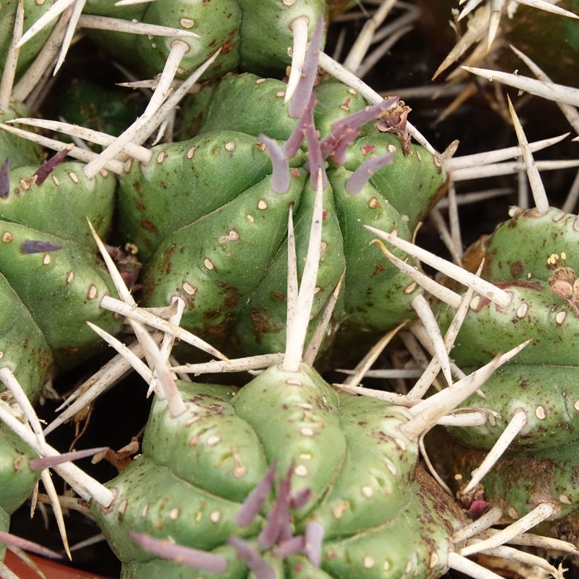 Euphorbia mammillaris - Euphorbe (Foliage)