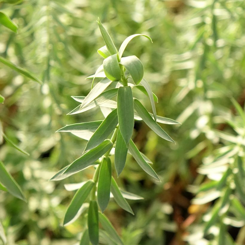 Euphorbia pithyusa Ponte Leccia - Euphorbe des Baléares (Foliage)