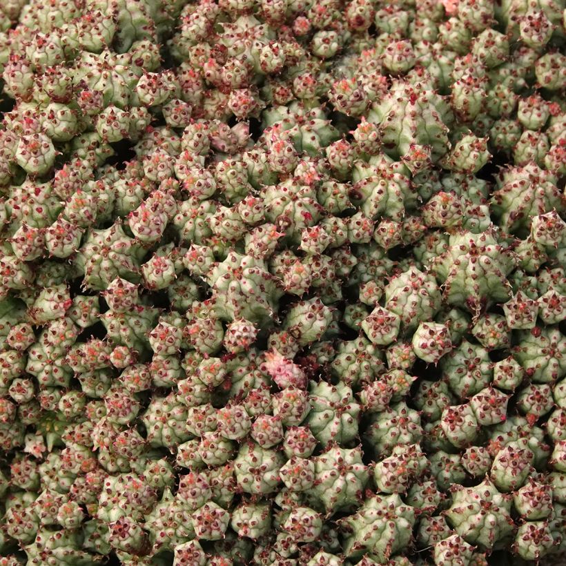 Euphorbia submammillaris (Foliage)