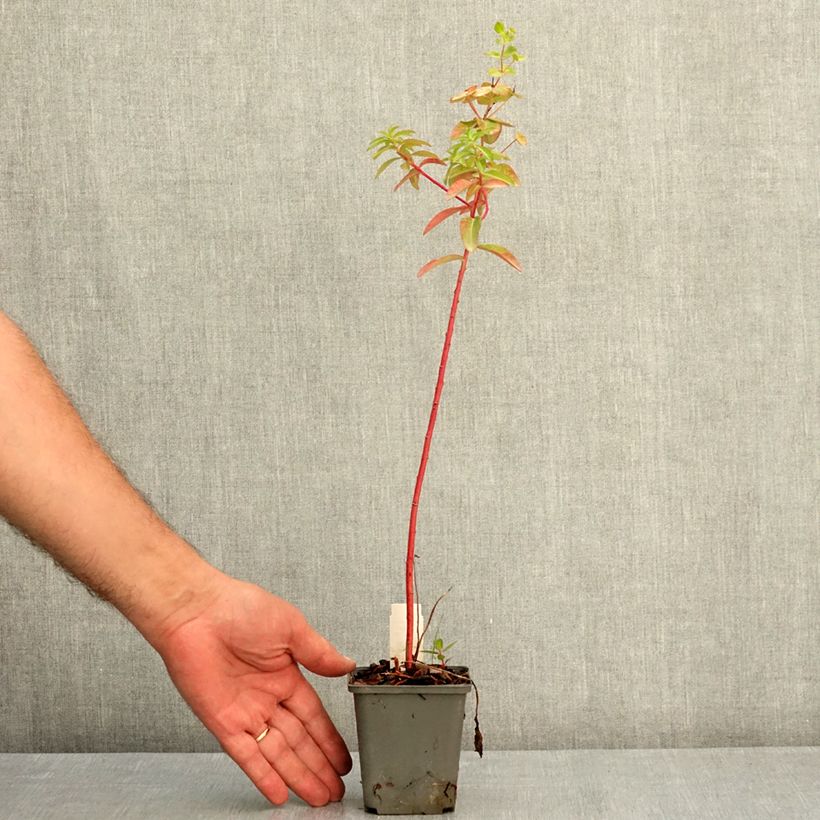 Example of Euphorbia wallichii - Euphorbe Godet de 8/9 cm as you get in ete