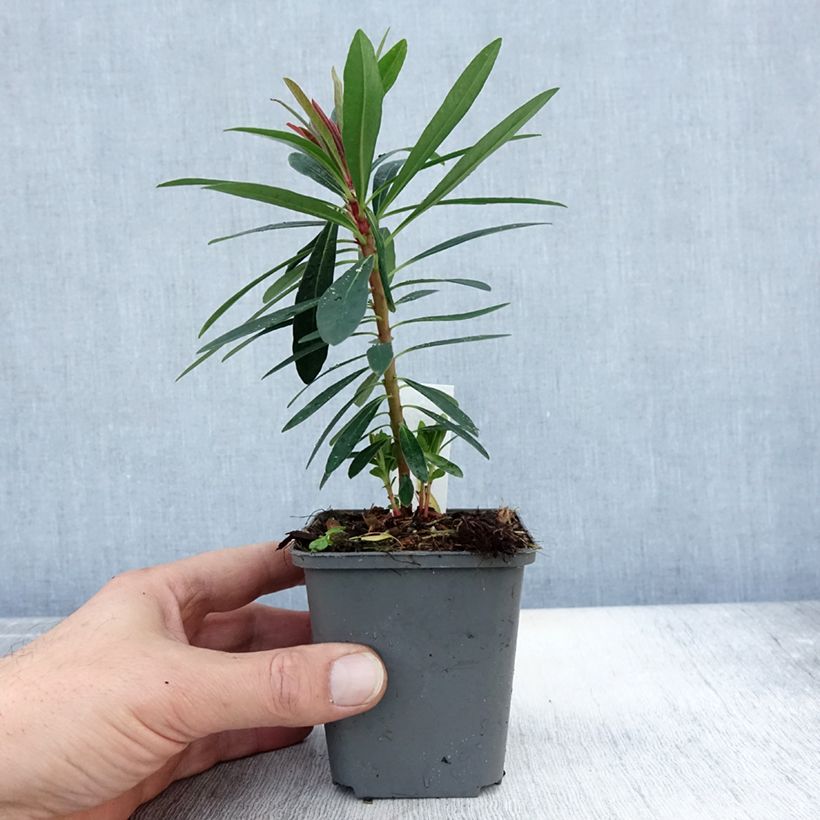 Example of Euphorbia x martinii Baby Charm - Euphorbe hybride Godet de 8/9 cm as you get in automne