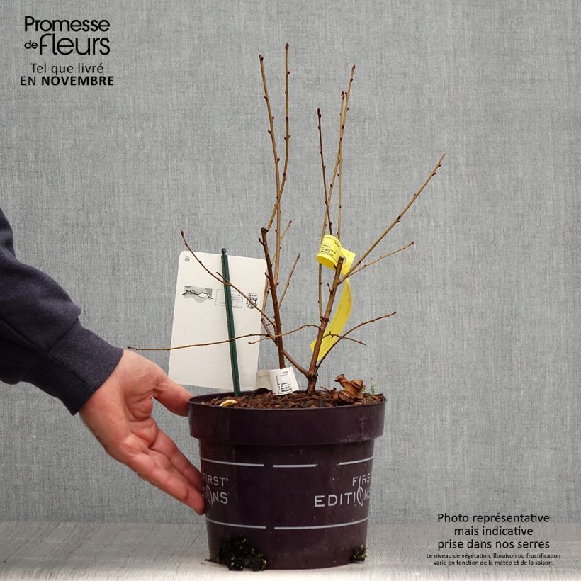 Example of Exochorda Lotus Moon - Exochorde hybride - Arbre aux perles Pot de 3L/4L as you get in automne