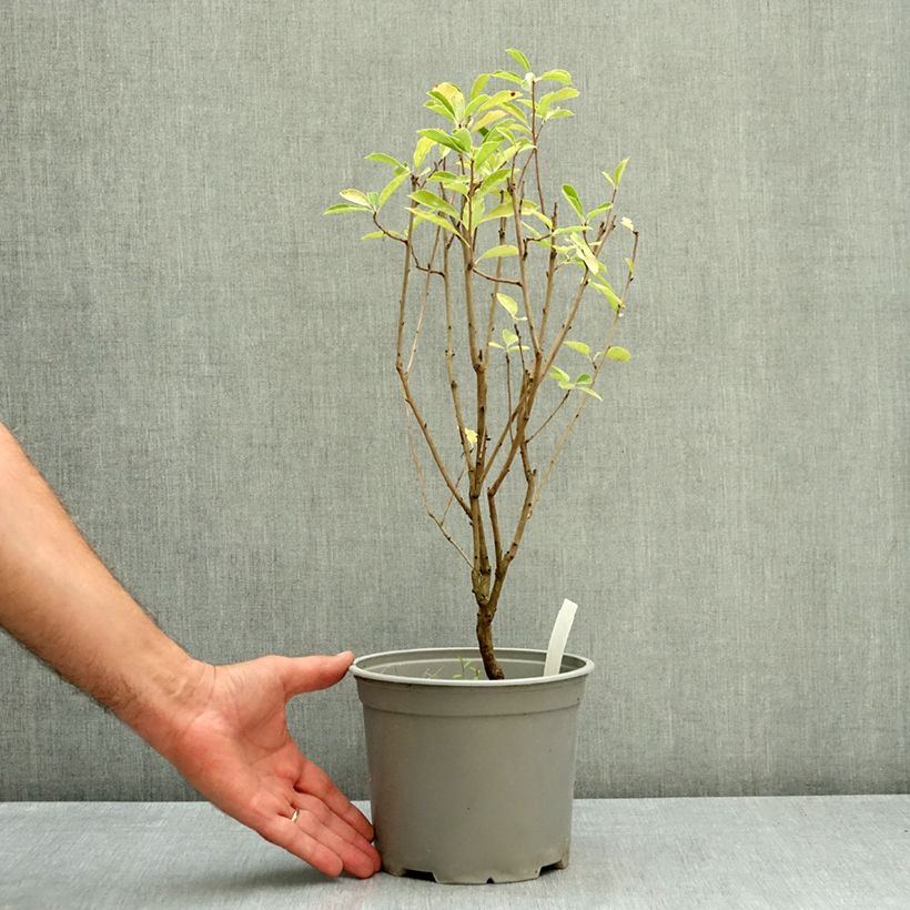 Example of Exochorda racemosa Magical Springtime Pot de 2L/3L as you get in ete