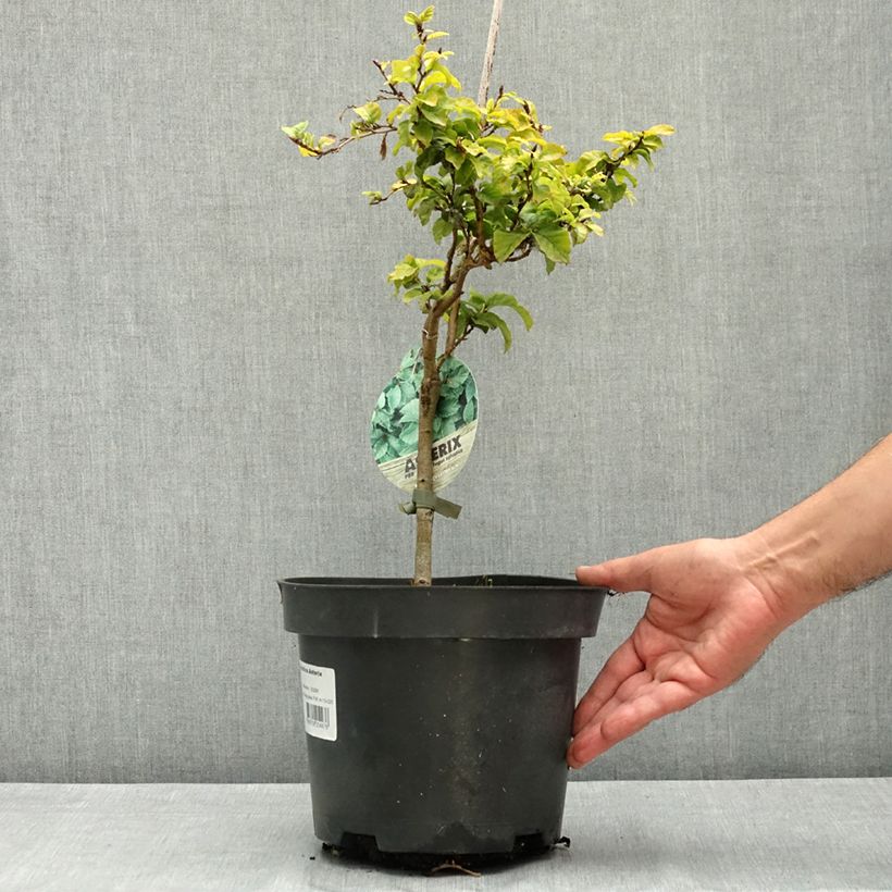 Example of Fagus sylvatica Asterix - Hêtre nain Pot de 4L/5L as you get in ete