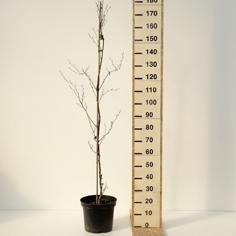 Example of Fagus sylvatica Cristata - Hêtre commun Pot de 7,5L/10L as you get in hiver