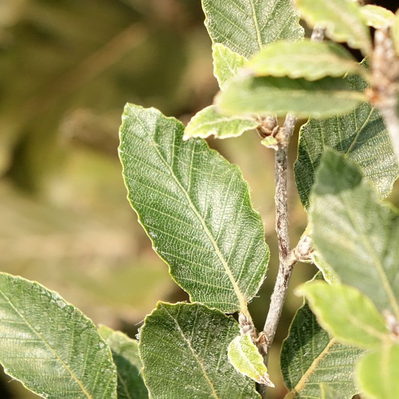Fagus sylvatica Felderbach - Hêtre nain (Foliage)