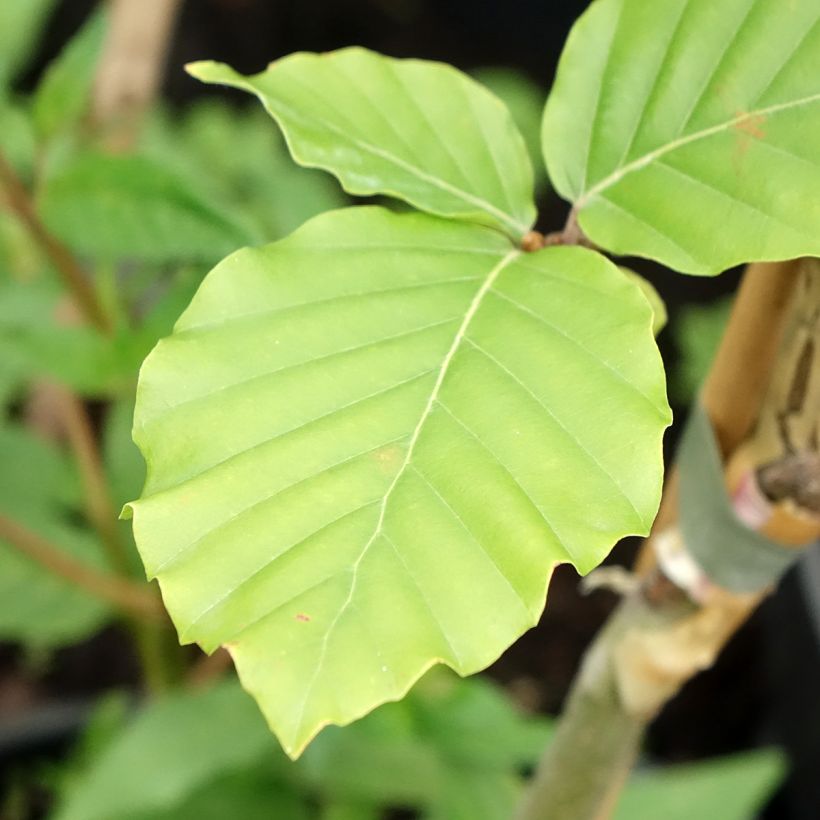 Fagus sylvatica Franken - Hêtre nain panaché de blanc (Foliage)