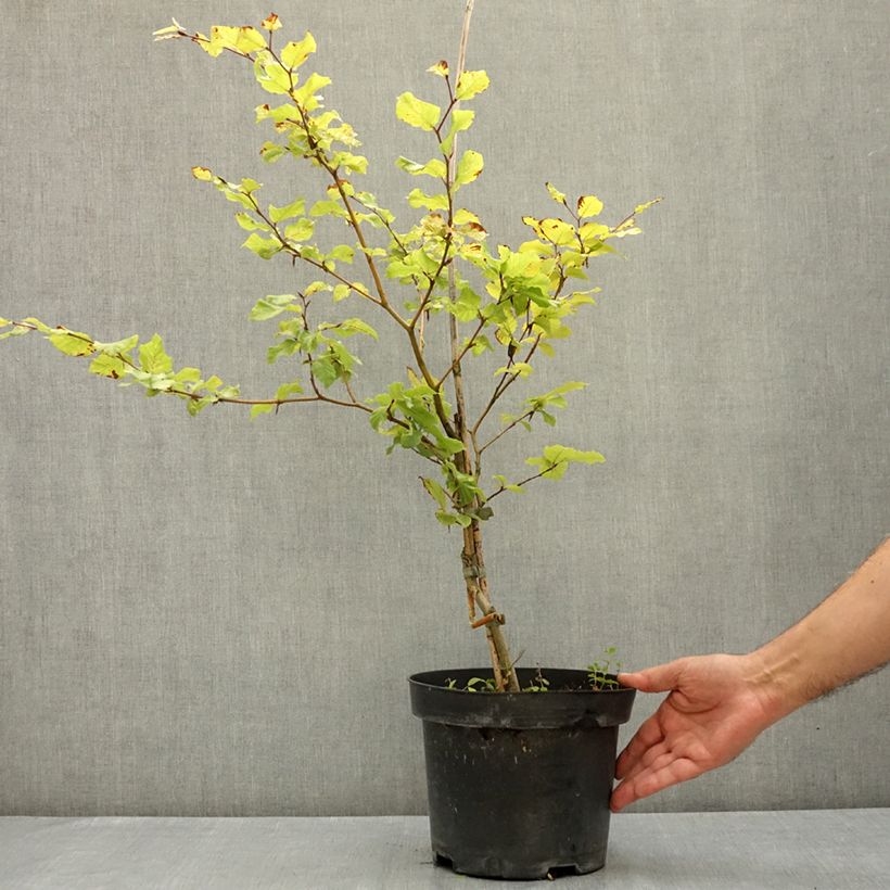 Example of Fagus sylvatica Franken - Hêtre nain panaché de blanc Pot de 4L/5L as you get in ete