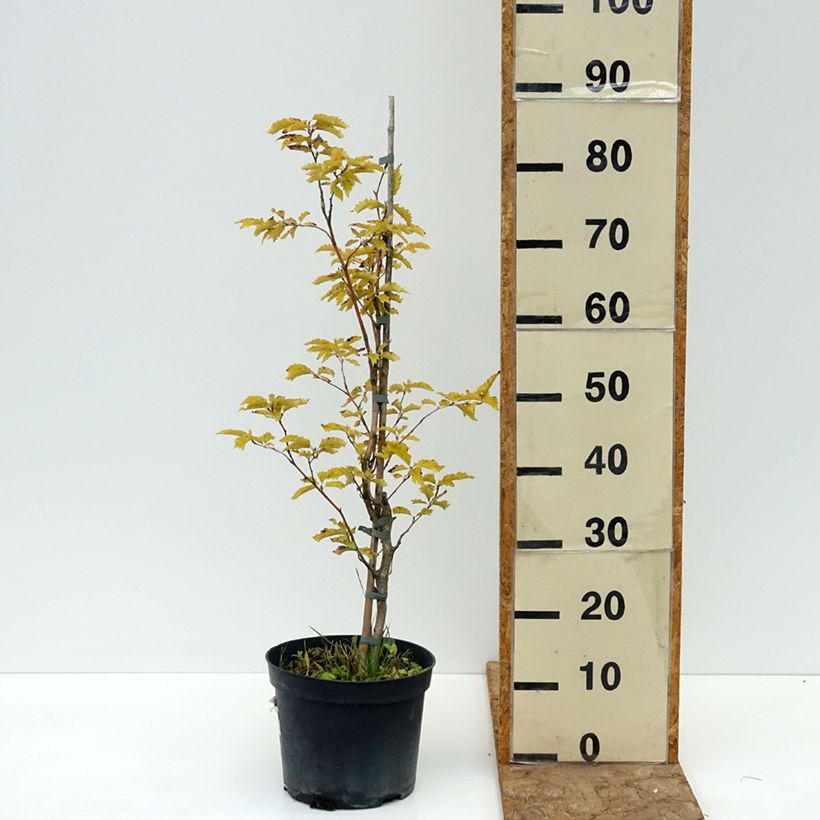 Example of Fagus sylvatica Interrupta - Hêtre commun Pot de 4L/5L as you get in ete