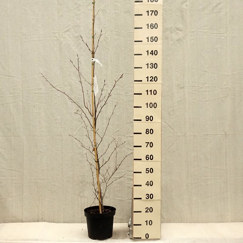 Example of Fagus sylvatica Midnight Feather - Hêtre Pot de 4L/5L as you get in printemps