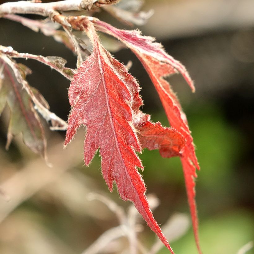 Fagus sylvatica Midnight Feather - Hêtre (Foliage)