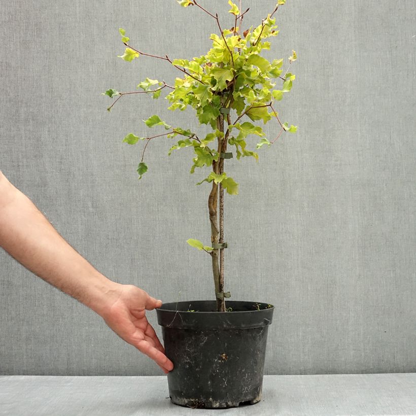 Example of Fagus sylvatica Rohan Gold - Hêtre commun doré Pot de 4L/5L as you get in ete