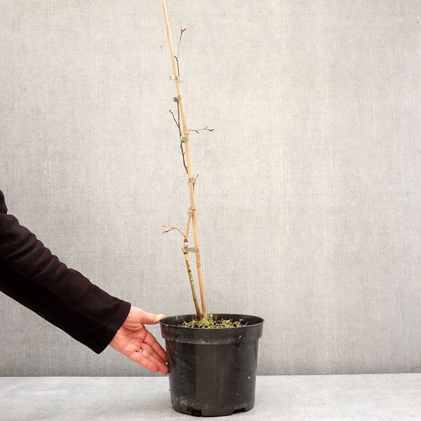 Example of Fagus sylvatica Rohan Green Weeping - Hêtre pleureur Pot de 4L/5L, Tige as you get in hiver