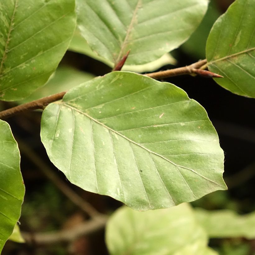 Fagus sylvatica Rolf Marquardt - Hêtre nain panaché (Foliage)