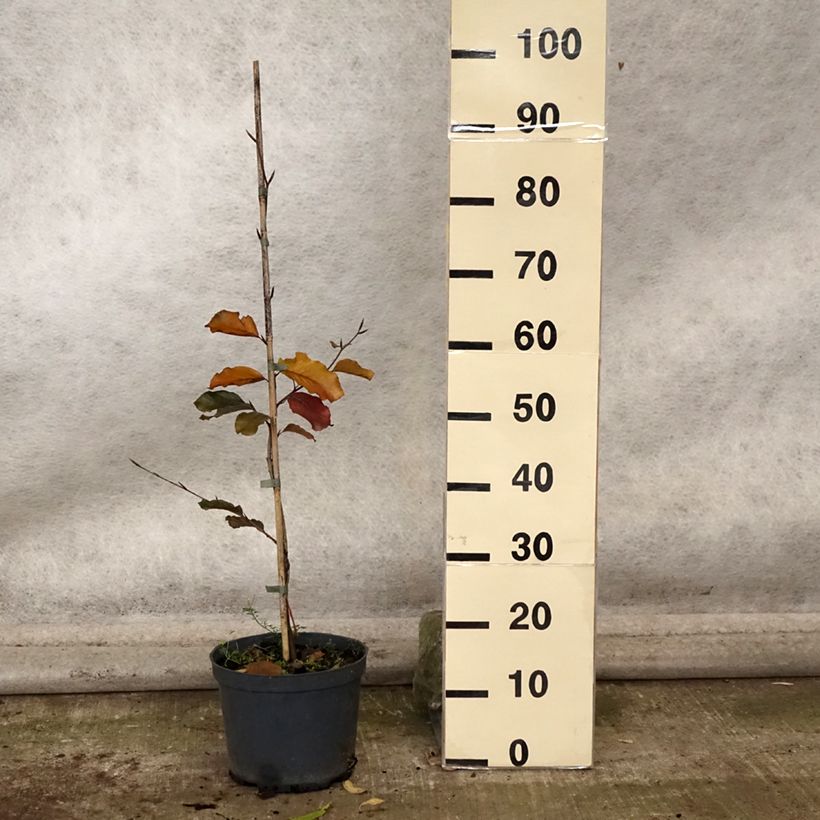 Example of Fagus sylvatica Swat Magret - Hêtre pourpre Pot de 4L/5L as you get in automne
