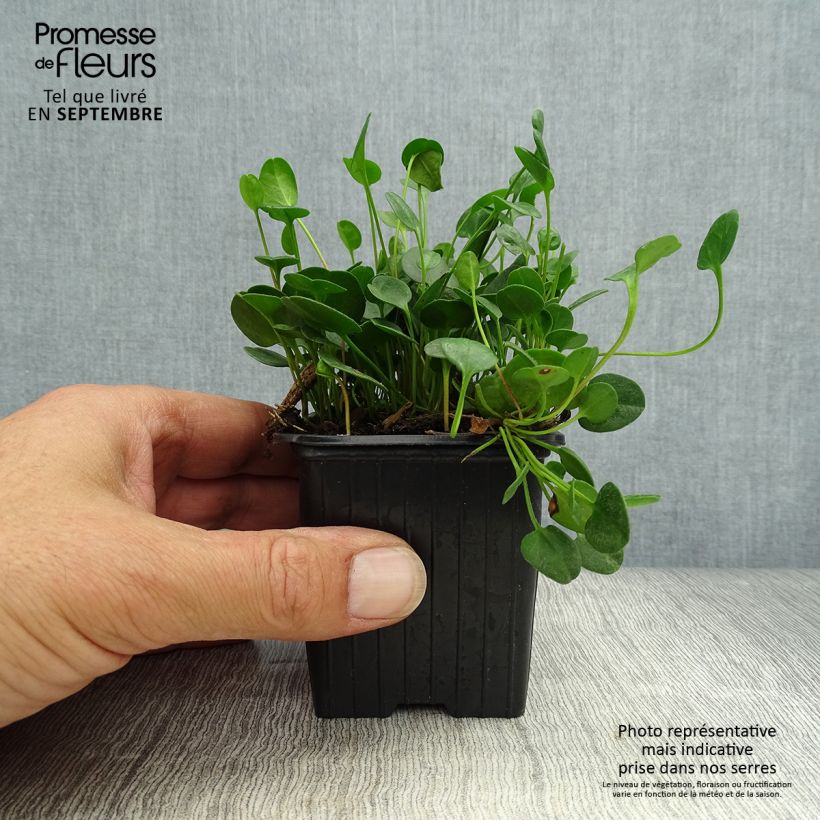 Example of Falkia repens - Petites oreilles Godet de 8/9 cm as you get in automne