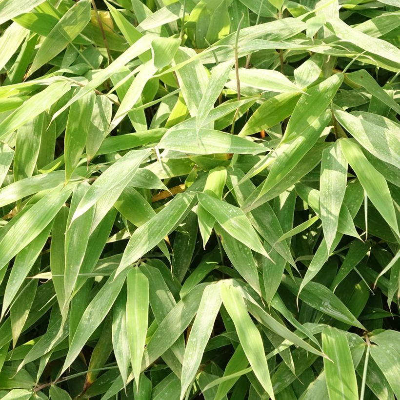 Fargesia Moontears - Bambou non traçant (Foliage)