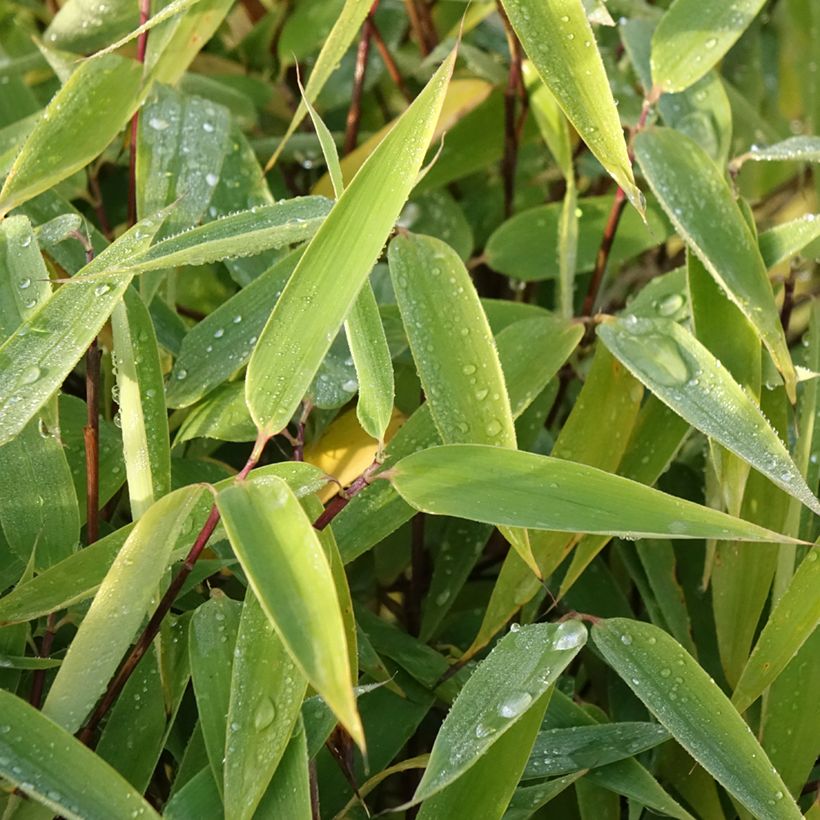 Fargesia murielae Red Zebra - Bambou non traçant (Foliage)
