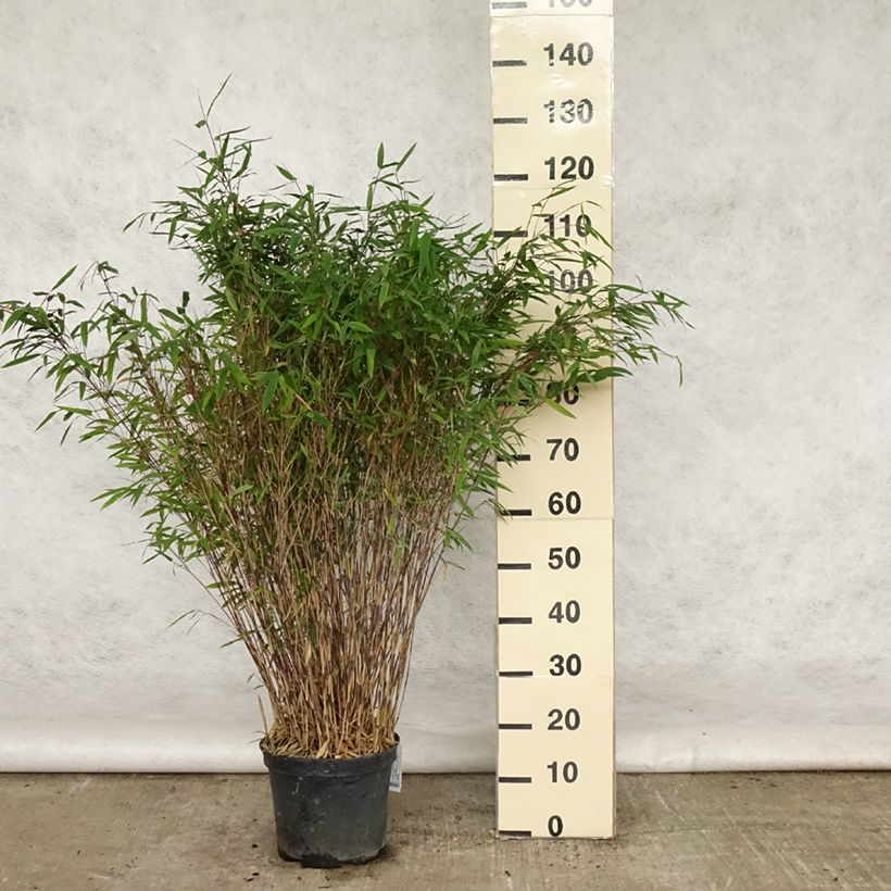 Example of Fargesia nitida Gansu - Bambou non traçant Pot de 7,5L/10L as you get in ete