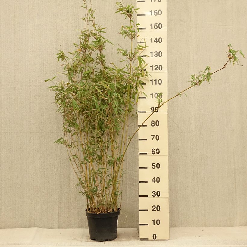 Example of Fargesia nitida Obelisk - Bambou non traçant Pot de 7,5L/10L as you get in ete