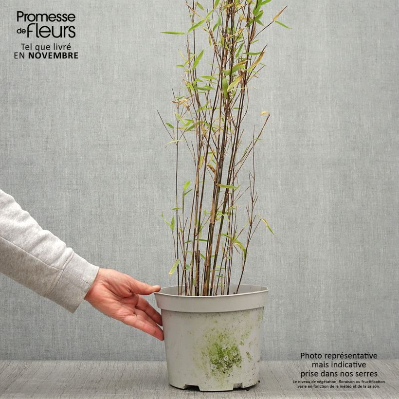 Example of Fargesia nitida Trifina Black - Bambou non traçant Pot de 4L/5L as you get in automne