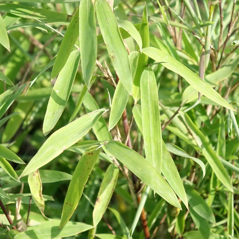 Fargesia nitida Trifina Black - Bambou non traçant (Foliage)