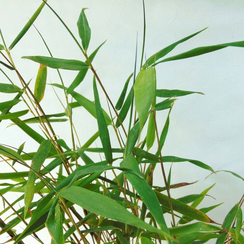 Fargesia scabrida Asian Wonder - Bambou non traçant (Foliage)