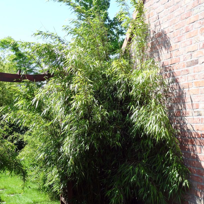 Fargesia scabrida Asian Wonder - Bambou non traçant (Plant habit)