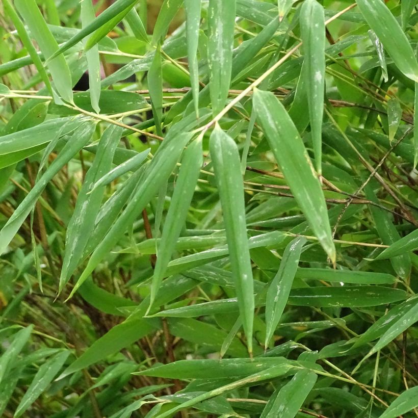 Fargesia Taibashan 2 - Bambou non traçant (Foliage)