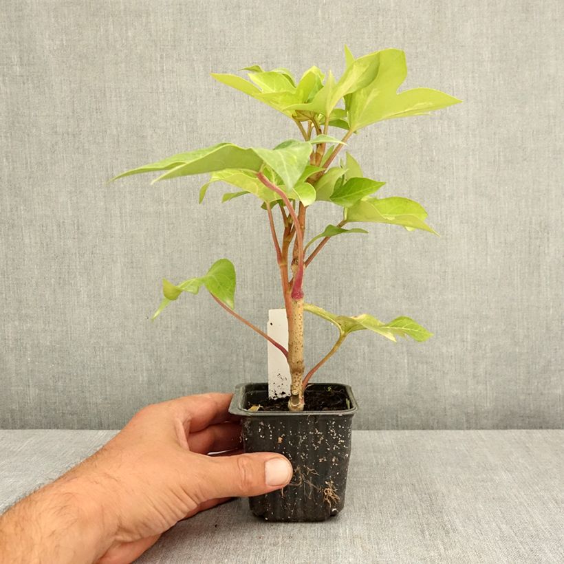 Example of Fatshedera lizei Annemieke - Lierre arborescent panaché Godet de 8/9 cm as you get in ete
