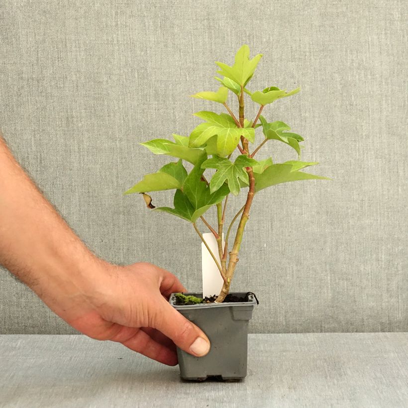 Example of Fatshedera lizei - Aralia lierre  Godet de 8/9 cm as you get in ete