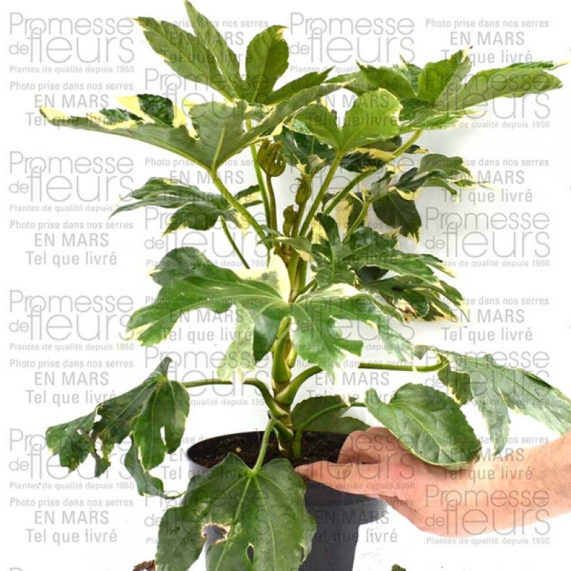 Example of Faux-aralia - Fatsia japonica Variegata Pot de 3L/4L as you get