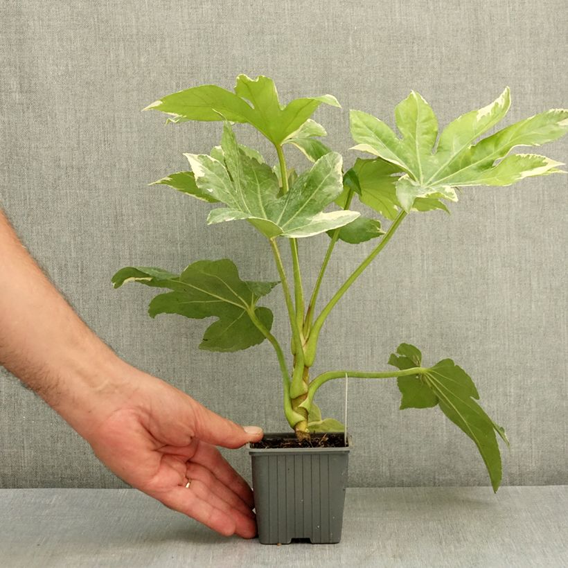 Example of Faux-aralia - Fatsia japonica Variegata Godet de 8/9 cm as you get in ete