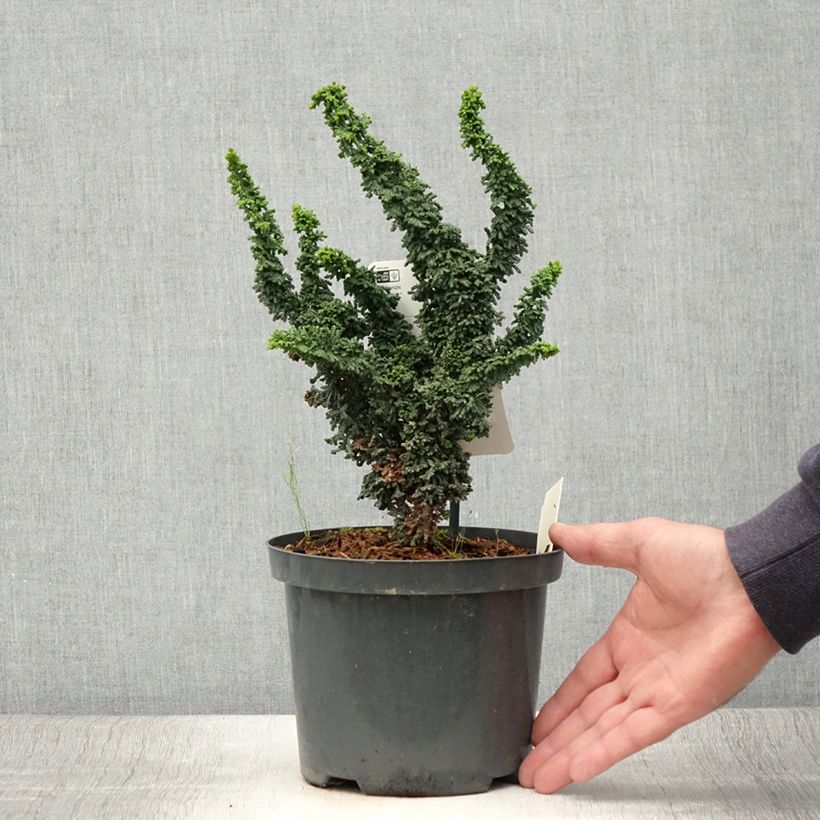 Example of Faux cyprès du Japon - Chamaecyparis obtusa Chirimen Pot de 2L/3L as you get in ete