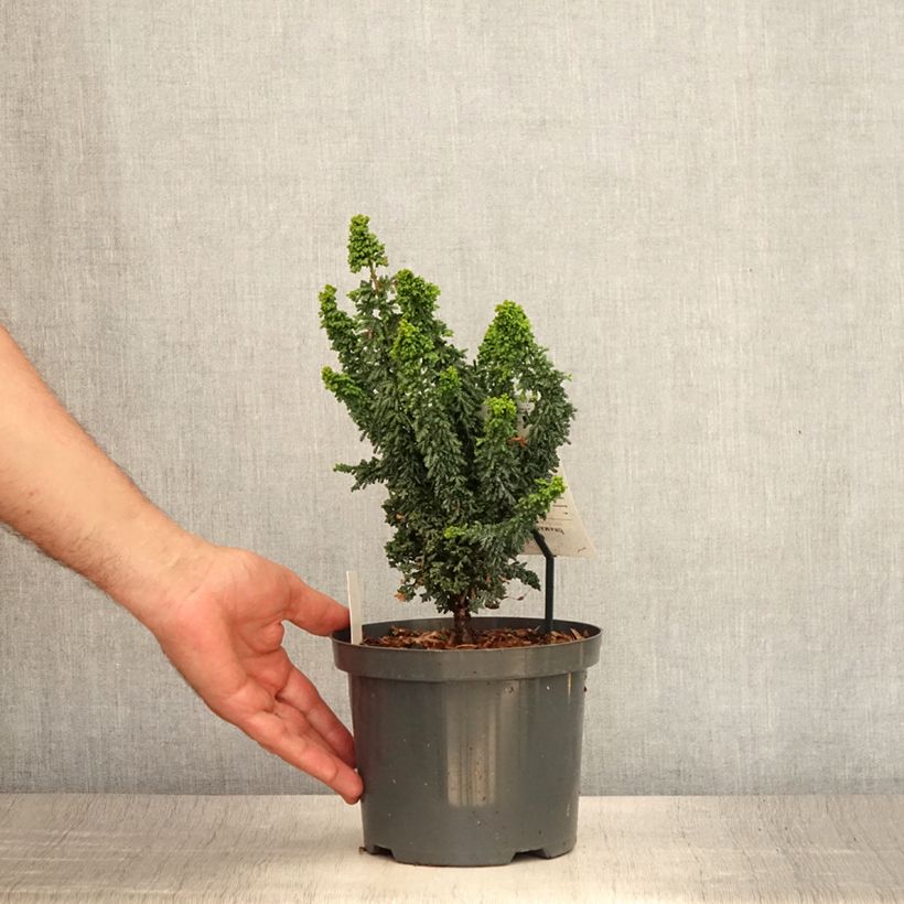 Example of Faux cyprès du Japon - Chamaecyparis obtusa Juniperoides               Pot de 2L/3L as you get in ete