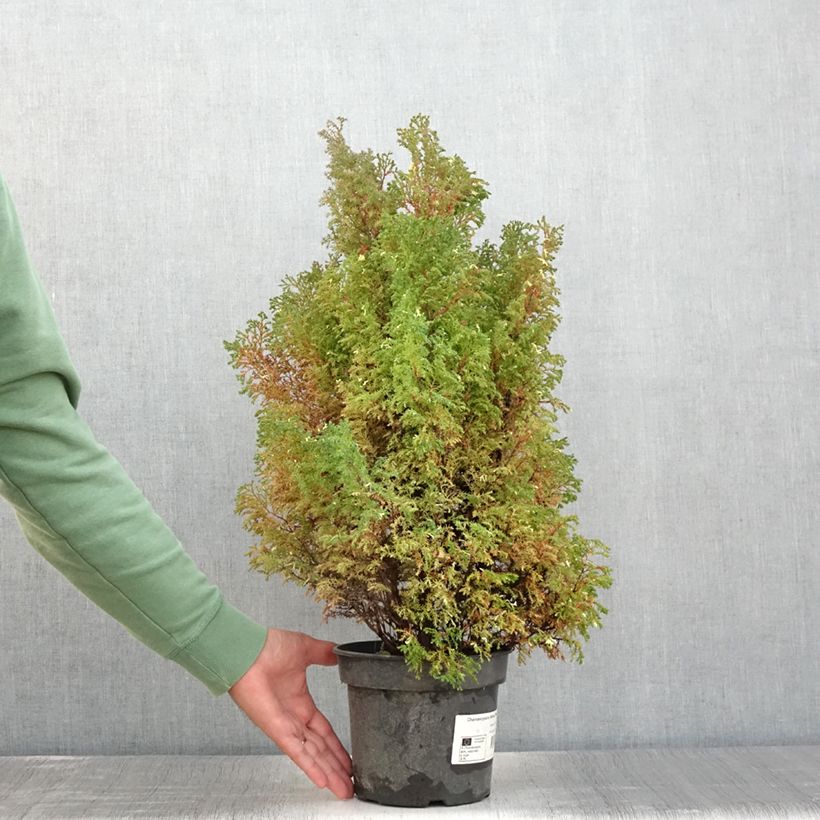 Example of Faux cyprès du Japon - Chamaecyparis obtusa Snowflake Pot de 2L/3L as you get in ete