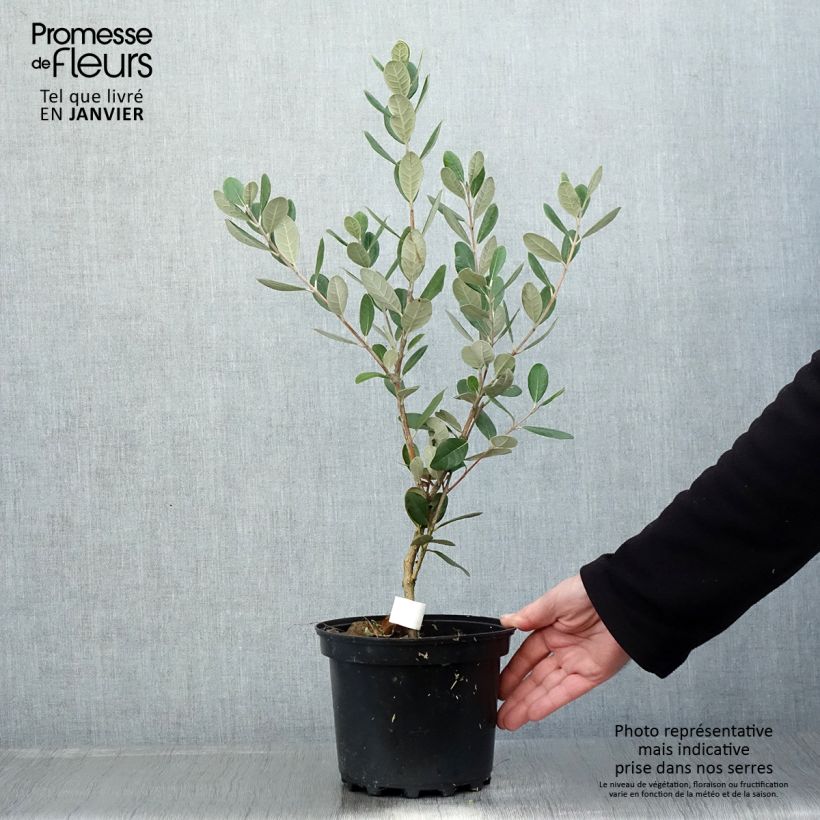 Example of Feijoa ou Acca sellowiana Triumph - Goyavier du Brésil Pot de 3L/4L as you get in hiver