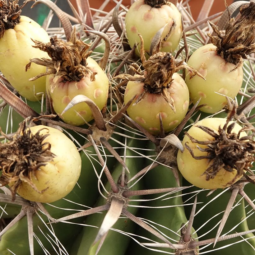 Ferocactus horridus - Cactus tonneau (Harvest)