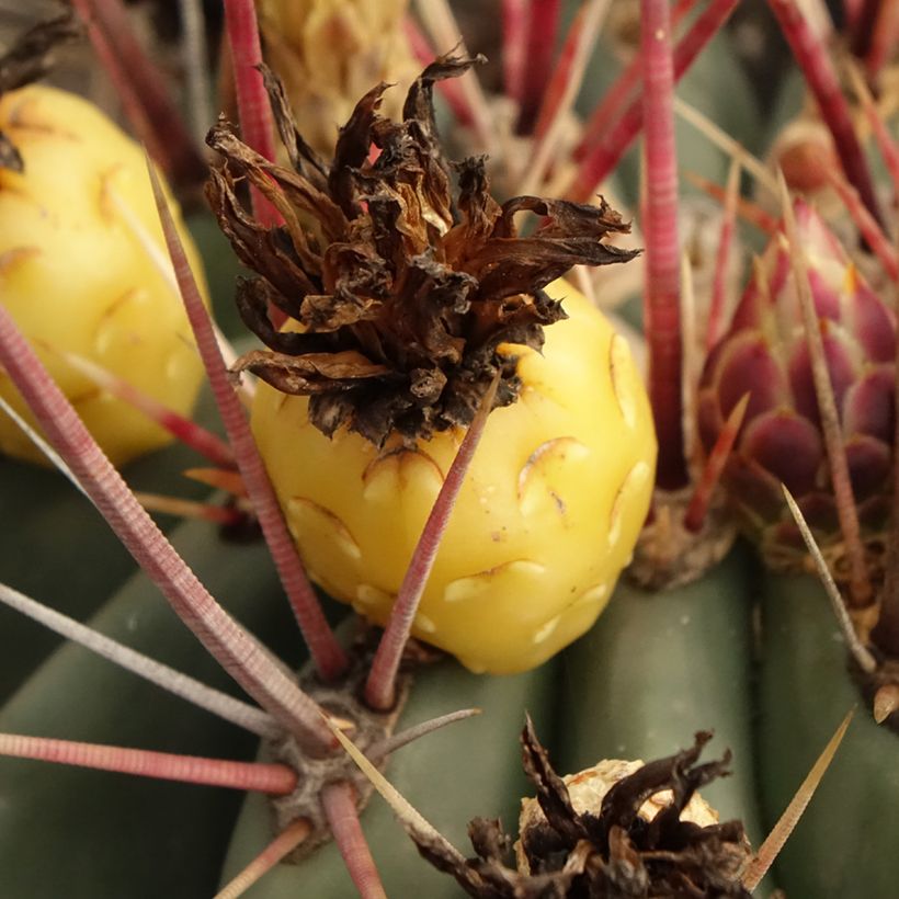 Ferocactus rectispinus - Cactus tonneau (Harvest)