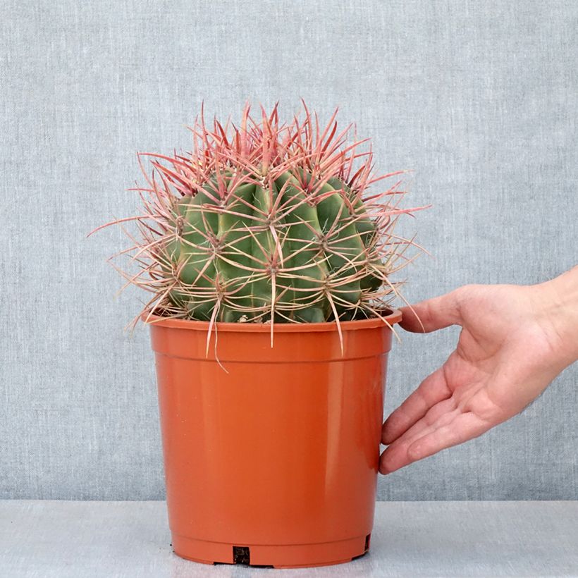 Example of Ferocactus stainesii - Cactus  Pot de 4L/5L as you get in ete