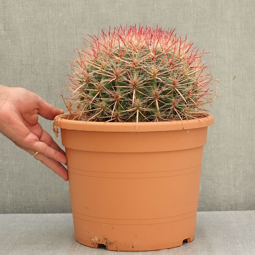 Example of Ferocactus stainesii var. pilosus - Cactus Pot de 7,5L/10L as you get in ete