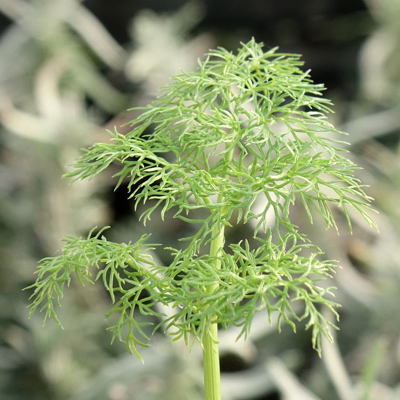Ferula communis - Grande férule (Foliage)