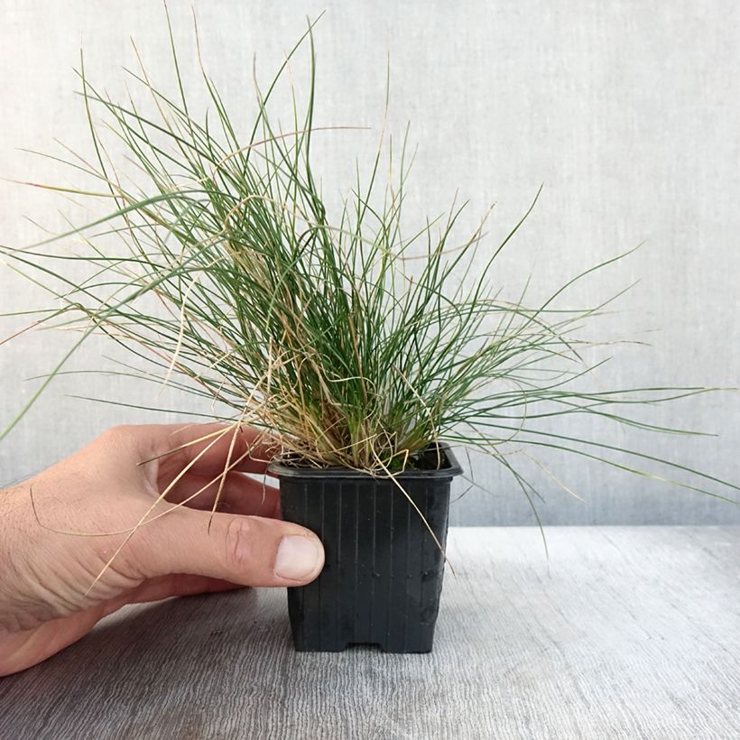 Example of Festuca Sunrise - Fétuque Godet de 8/9 cm as you get in automne
