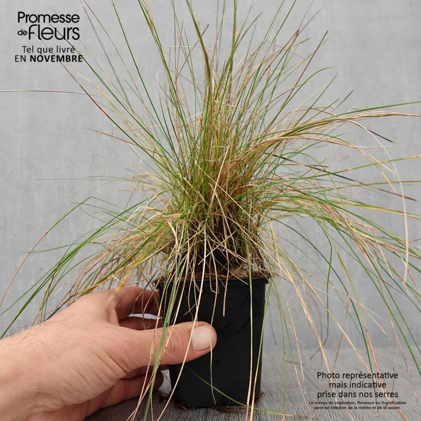 Example of Fétuque des moutons - Festuca ovina Godet de 8/9 cm as you get in automne