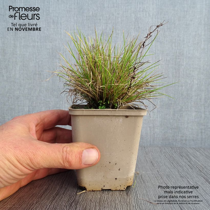 Example of Fetuque, Festuca glauca Golden Toupee Godet de 8/9 cm as you get in automne