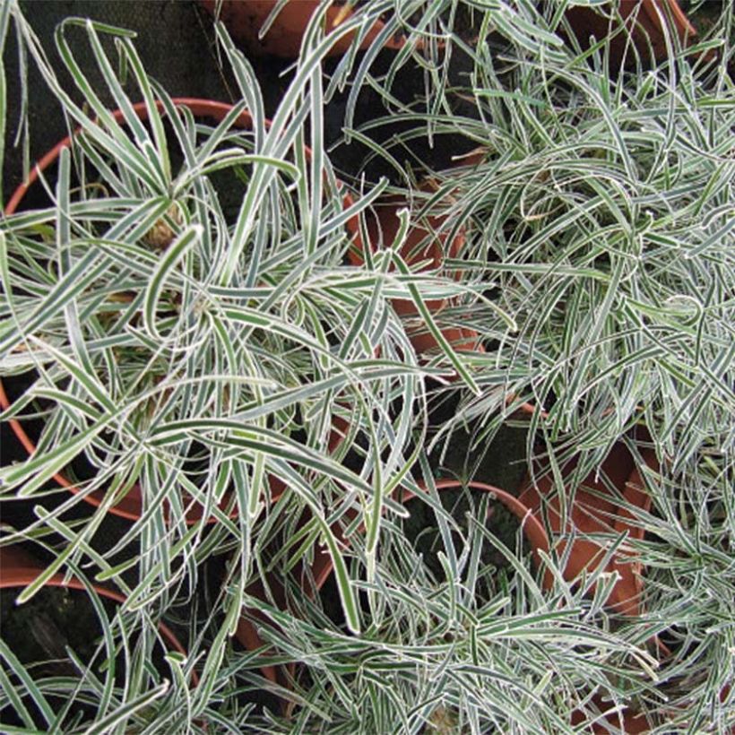 Ficinia truncata Ice Crystal - Ficinia givré (Foliage)